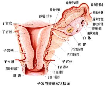 女性单纯性外阴炎预防方法