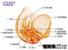 十类感染附件炎的女性