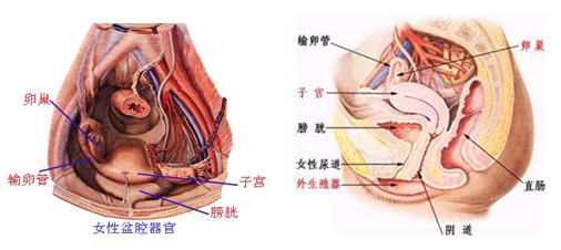 盆腔积液症状表现